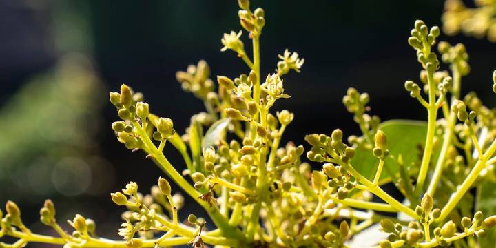 Los mejores trucos para que tu árbol de palta se llene de frutos