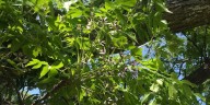 Cómo es el árbol de paraíso y qué precauciones tener si hay uno en casa