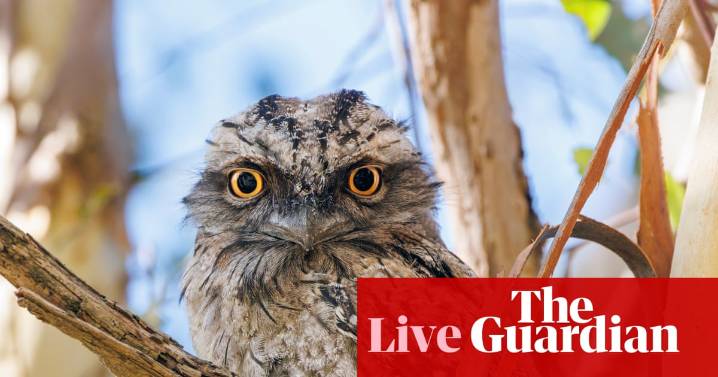 Australia’s favourite bird named