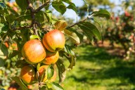 New Yorkers Invited to Take a Big Apple “Crunch” to Benefit Farmers During Harvest Season