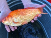 Goldfish discarded in Edina lake become food for Minnesota Zoo animals