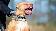 Dos pitbull atacaron a un hombre y casi lo matan