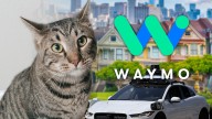 Beloved San Francisco Bodega Cat Killed by Waymo Self