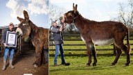 Meet Derrick: World’s Tallest Living Donkey At 167 Cm, Guinness Record Holder Who Eats 200 Kg Weekly