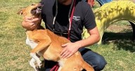Humane Society to continue animal kenneling, rabies control in county