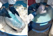 FGR destruye más de 160 kilos de droga en Yucatán