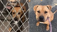 In New York, A Shelter Pup Waits 1,800 Days With Nothing But His Bowl