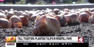 Orange City volunteers help plant over 20,000 bulbs in Windmill Park amid renovations