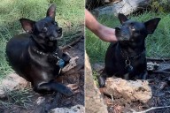 Hiker Rescues Lost Dog with Makeshift Leash in Viral TikTok (Exclusive)
