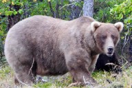 Fat Bear Week 2025 Has Crowned A Winner! See The Results