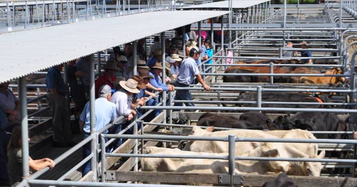 Maitland stores cattle sale sees mixed prices amid dry spring