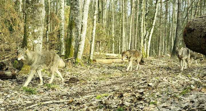 El lobo feroz sigue huyendo de los humanos