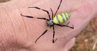 New studies shows Joro spider bites aren't so bad