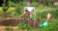 From raised beds to 6ft under - South London town's only allotments under threat from the dead