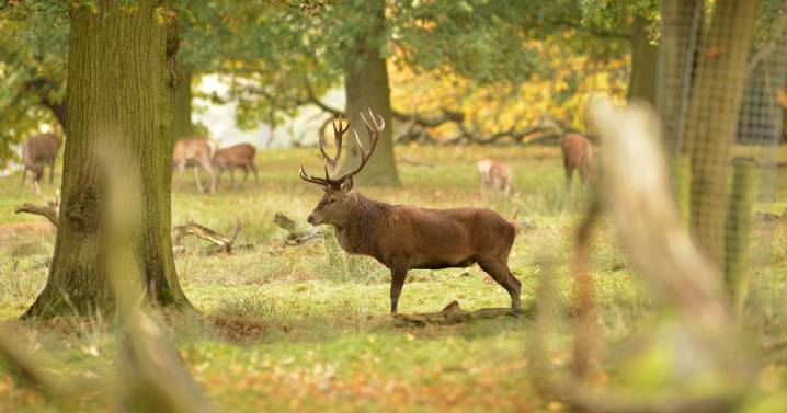 Tatton Park gives update over gate closure amid injuries caused by deer