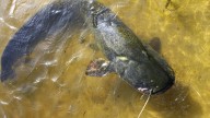 Los expertos ponen el grito en el cielo: esta especie invasora podría llegar a Doñana y amenazar su ecosistema
