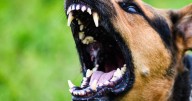 Court Service Officer injured in dog attack while serving summons in Wasilla