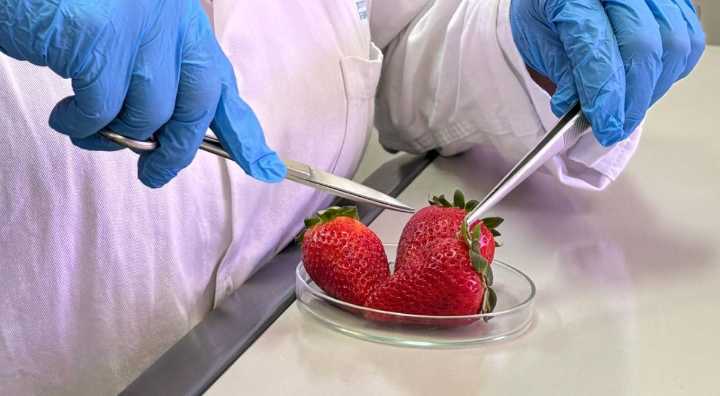 Irradiación de alimentos: la ciencia que garantiza productos más seguros y duraderos