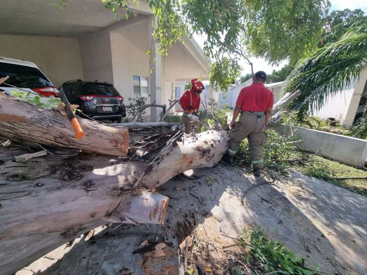 Retira PC árboles caídos por el viento