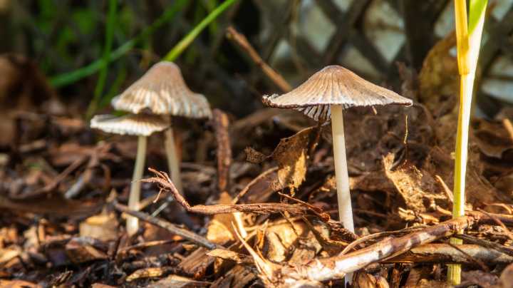 How To Stop Mushrooms From Growing In Mulch