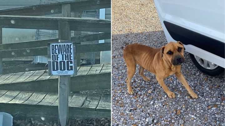 Mississippi Neighbor Discovers Loyal Dog Abandoned In Empty Yard With Tear