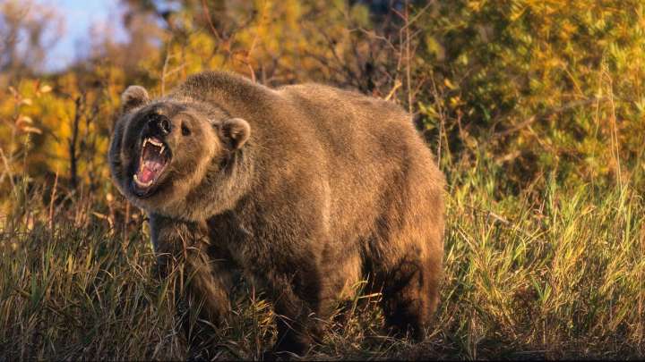 Hunter Shoots, Kills Grizzly With Rifle In Self-Defense South Of Yellowstone