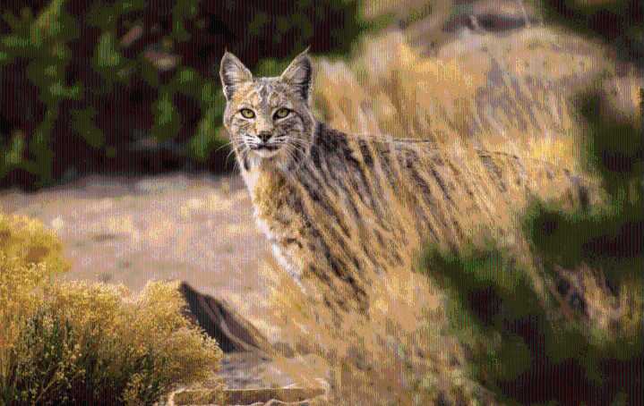 Wildly Successful: Bobcat