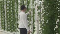 How vertical farming could combat food insecurity in Arkansas
