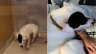 After 420 Days On A Cold Shelter Floor, A Florida Dog Finally Learns What Love Feels Like