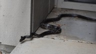 Can a non-venomous snake be dangerous to humans?