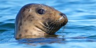Why Republicans are trying to roll back a law that has protected whales, seals and other sea animals for over 50 years