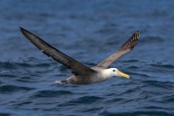Endangered albatross spotted off Marin County coast marks first-ever documented sighting north of Costa Rica
