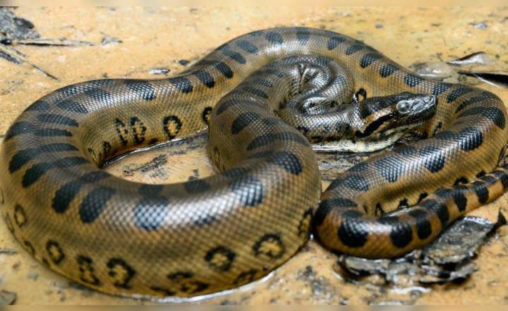 Tragedia en Loreto: anaconda gigante mata a comunero mientras trabajaba en la selva
