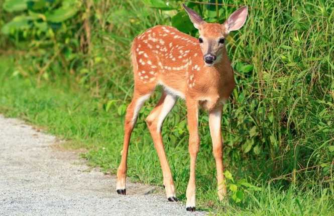 Bristol man finds deer’s head outside front door