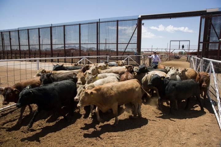 More livestock killings in Duchesne County, $20,000 reward offered