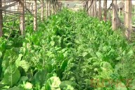 Cooperativa hortícola ofrecerá productos a precios accesibles en dos puntos de Paraná
