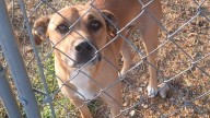 ‘Bring your pets in:’ local animal shelter warns of cold weather, urges adoptions