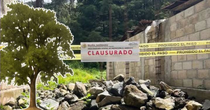 Clausuran construcción ilegal en bosque de encino: desmontaron 200 m² de vegetación en Edomex para levantar una casa sin permisos