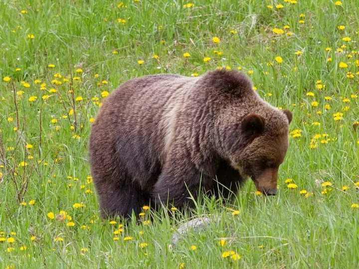 Warning issued over grizzly with jaw deformity in Banff National after interactions with visitors