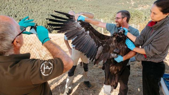 La Junta impulsa la mayor suelta de buitres negros en el Parque del Alto Tajo