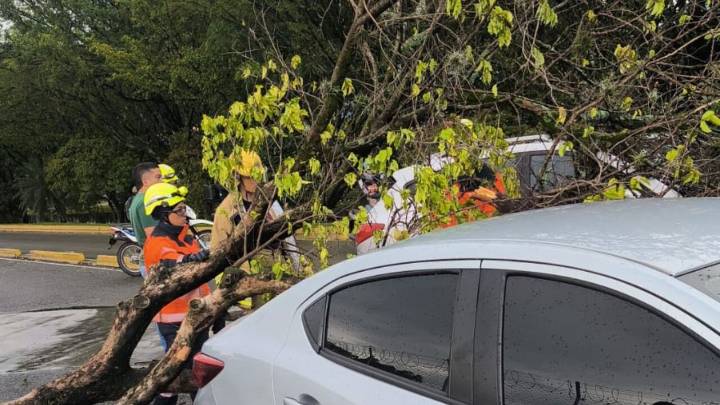 ¡Pilas! Árbol caído genera dificultades en la movilidad en la calle 30 con carrera 66B
