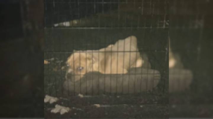 Kansas Woman Lifts A Dumpster Lid And Freezes At What’s Inside