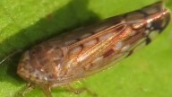 ¿Qué tan peligrosa es Osbornellus para los humanos? Éstas son las enfermedades que puede causa...