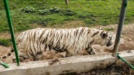 Localizan sin vida al tigre de bengala que escapó del zoológico Animalia