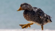 El pato que solo vive en las islas malvinas: la tierna razón por la que le llaman "vapor"