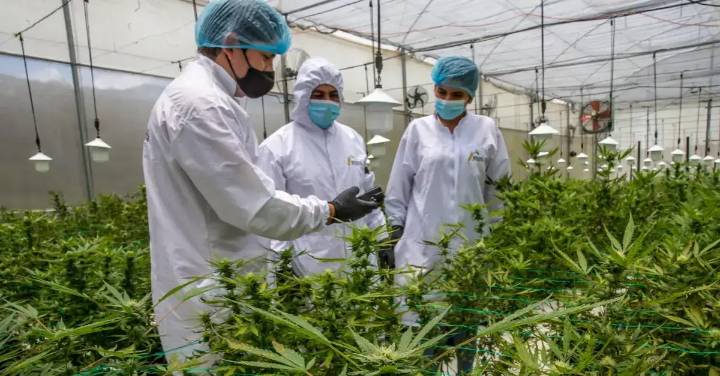 Nuevo decreto de Gobierno afectaría a los pequeños productores de cannabis: “no pueden competir, están en desigualdad de condiciones”