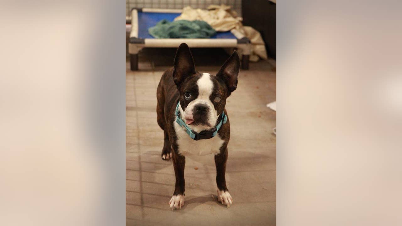 SPCA rescues 10 dogs in Terrell, abandoned after owner’s death