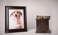 Los Cabos tendrá funeraria para mascotas