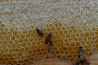 YUCATÁN | Diputadas piden suspender el uso del plaguicida Fipronil tras mortandad masiva de abejas