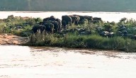 30 Wild Elephants Stranded On River Island In Kendujhar